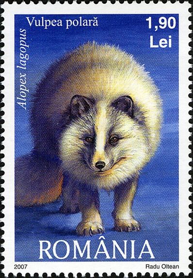Arctic Fox (Alopex lagopus)