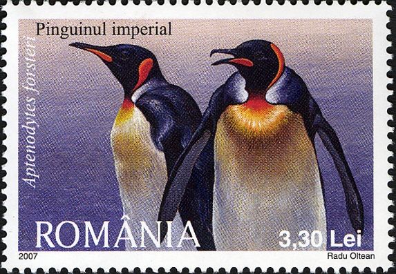 Emperor Penguin (Aptenodytes forsteri)
