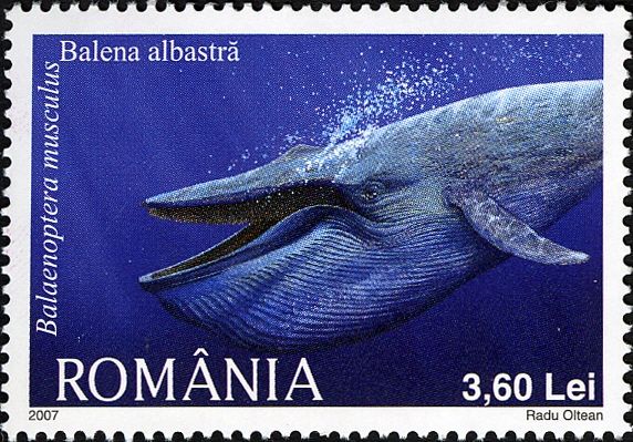 Blue Whale (Balaenoptera musculus)