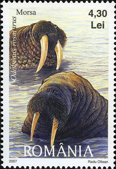 Walrus (Odobenus rosmarus)