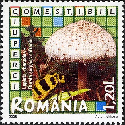 Shaggy Parasol (Lepiota rhacodes)