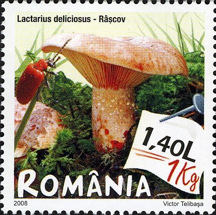 Saffron Milk Cap (Lactarius deliciosus)