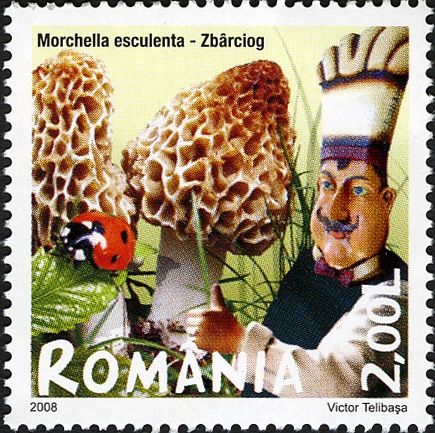 Common Morel (Morchella esculenta)