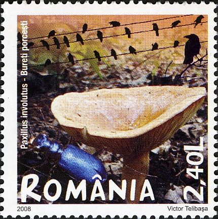 Brown Roll-rim (Paxillus involutus)