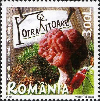Brain Mushroom (Gyromitra esculenta)