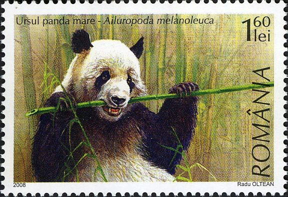 Giant Panda (Ailuropoda melanoleuca)