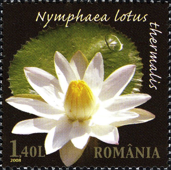 Thermal Water Lily (Nymphaea lotus thermalis)