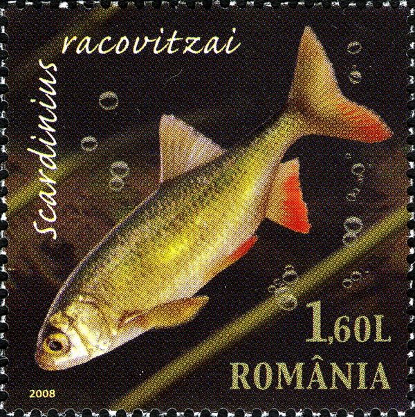 Racoviță's Ray-finned Fish (Scardinius racovitzai)
