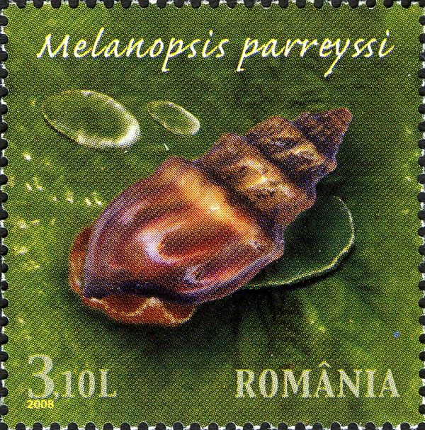 Freshwater Snail (Melanopsis parreyssi)