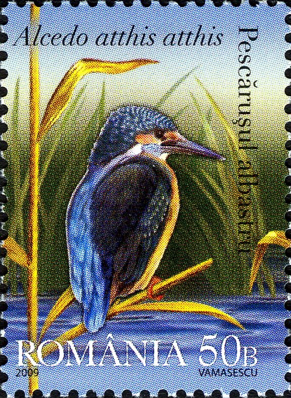Common Kingfisher (Alcedo atthis)