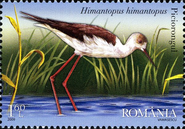 Black-winged Stilt (Himantopus himantopus)
