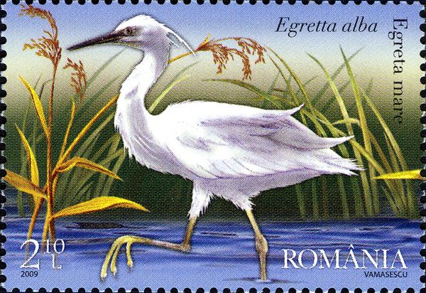 Great White Egret (Ardea alba)