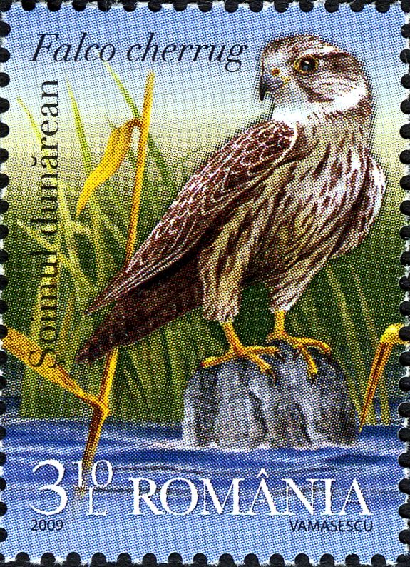 Saker Falcon (Falco cherrug)