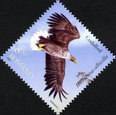 White-tailed Eagle (Haliaeetus albicilla)