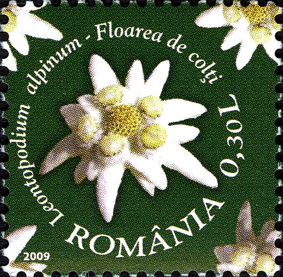 Edelweiss