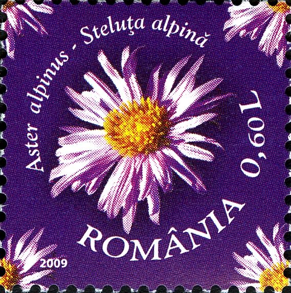 Alpine Aster