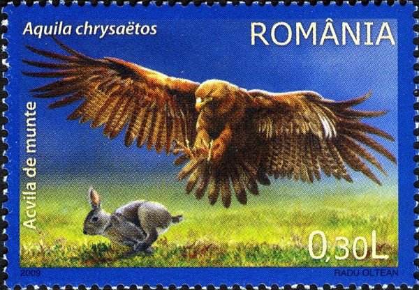 Golden Eagle (Aquila chrysaetos)