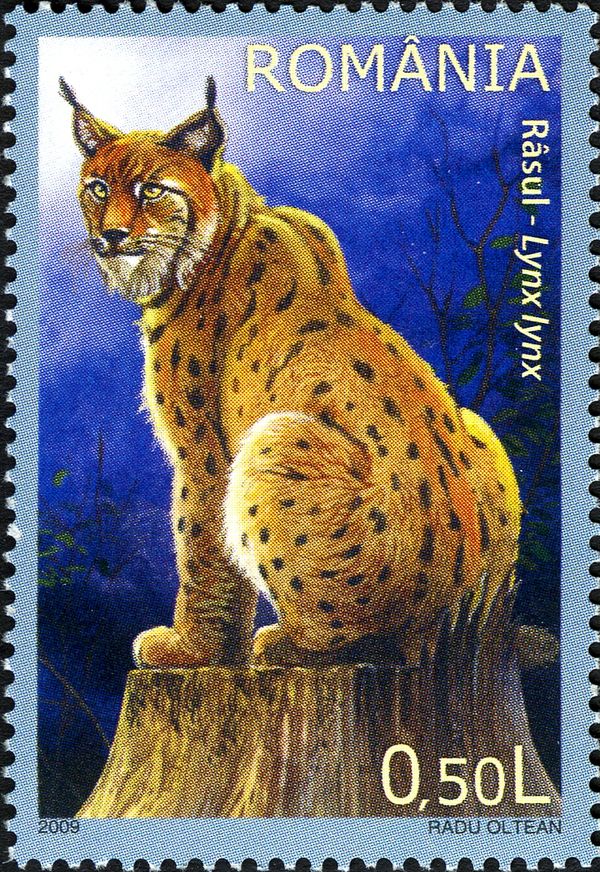 Eurasian Lynx (Lynx lynx)