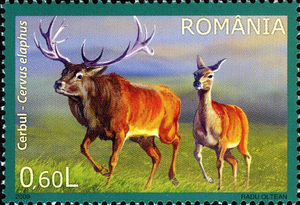 Red Deer (Cervus elaphus)