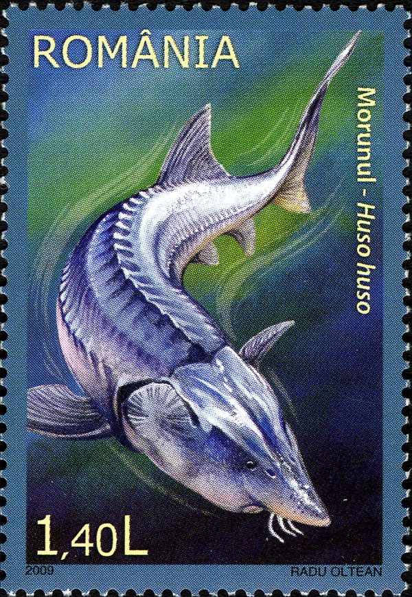 European Sturgeon (Huso huso)