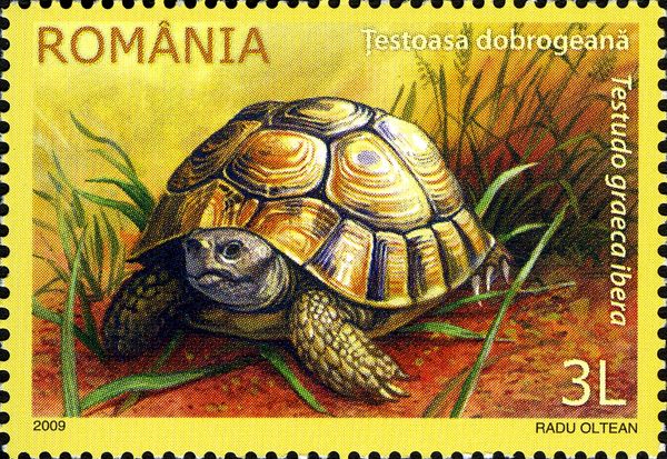 Greek Tortoise (Testudo graeca ssp. ibera)