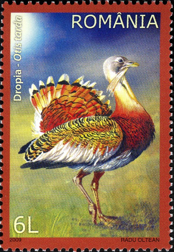 Great Bustard (Otis tarda)
