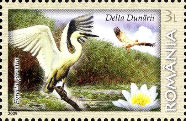Danube Delta: Little Egret (Egretta garzetta), Water Lily