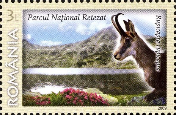 Retezat National Park: Balkan Chamois (Rupicapra rupicapra c