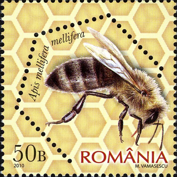 Dark European Honey Bee (Apis mellifera mellifera)