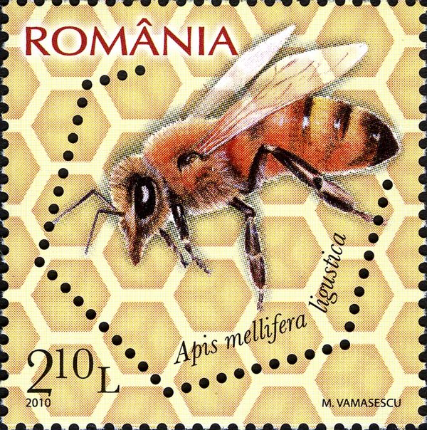 Italian Honey Bee (Apis mellifera ligustica)