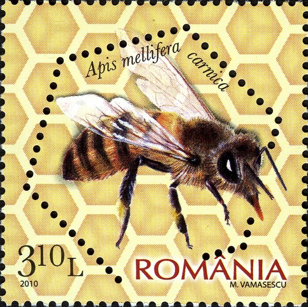 Carniolan Honey Bee (Apis mellifera carnica)