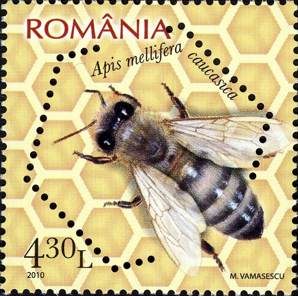 Caucasian Honey Bee (Apis mellifera caucasica)