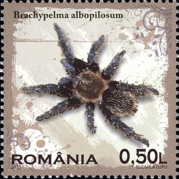 Honduran Curly Hair (Brachypelma albopilosum)