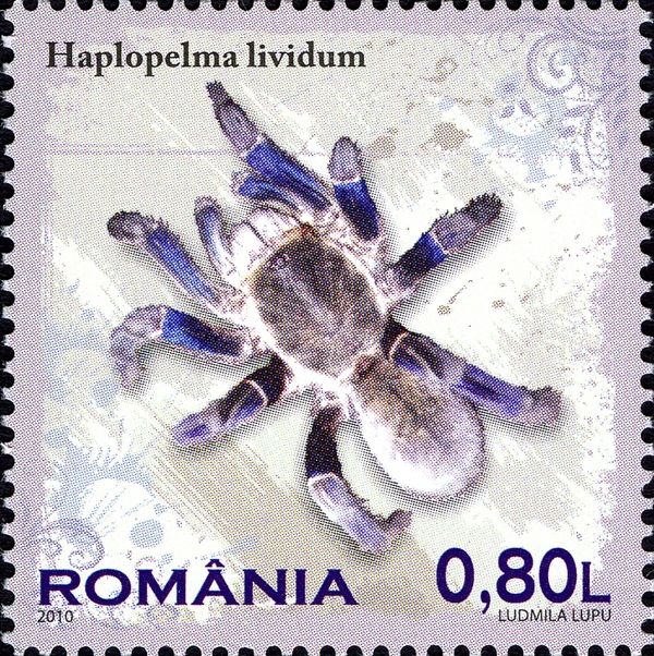 Cobalt Blue (Haplopelma lividum)