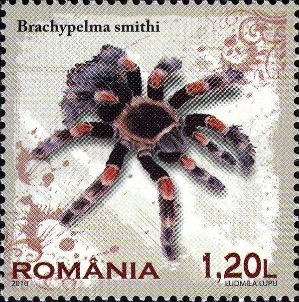 Mexican Redknee Tarantula (Brachypelma smithi)