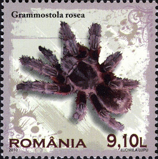 Rose-haired Tarantula (Grammostola rosea)