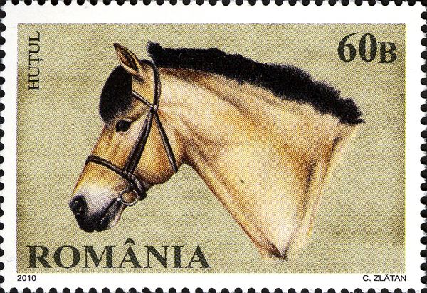 Huțul Horse (Equus ferus caballus)