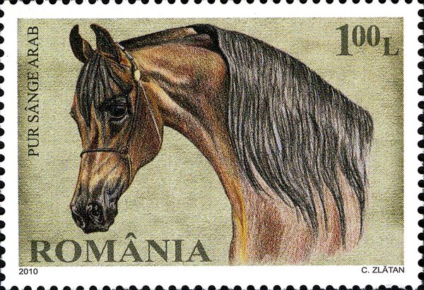Arabian Thoroughbred (Equus ferus caballus)