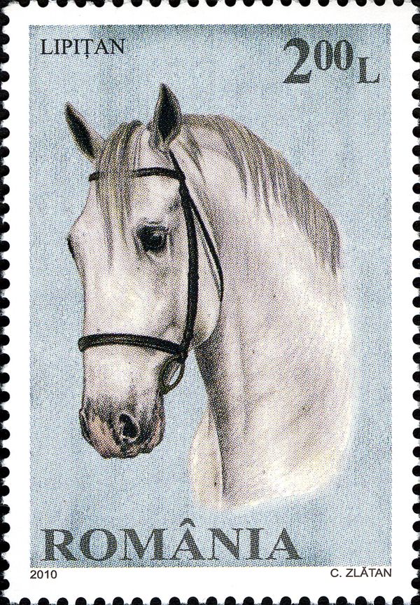 Lipizzan Horse (Equus ferus caballus)