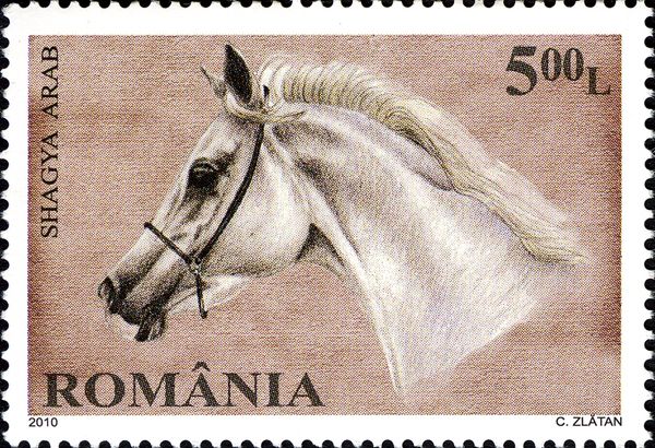 Shagya Arabian (Equus ferus caballus)