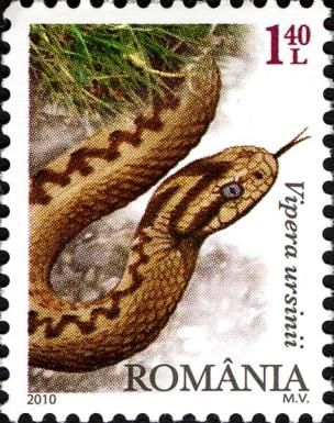 Meadow Viper (Vipera ursinii)