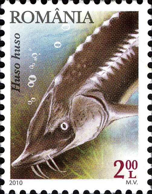 European Sturgeon (Huso huso)