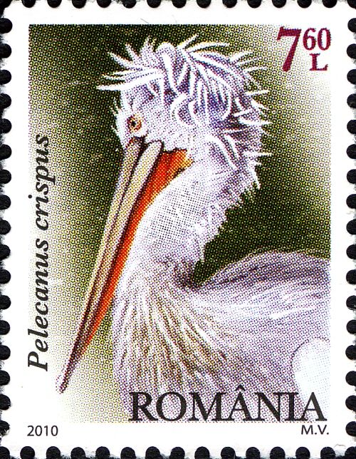 Dalmatian Pelican (Pelecanus crispus)