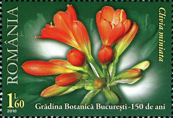 Bush Lily (Clivia miniata)