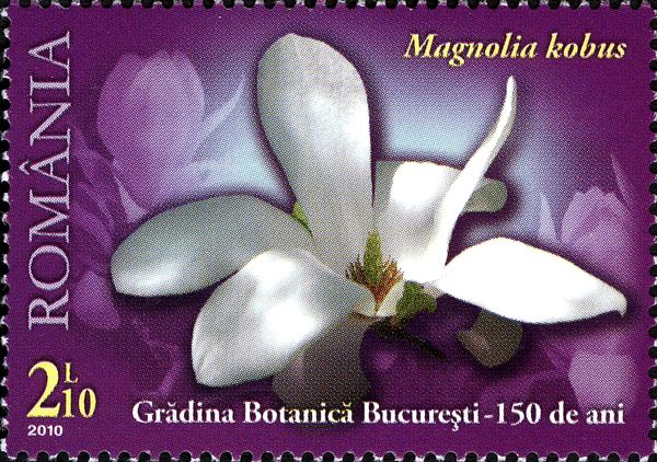 Kobushi Magnolia (Magnolia kobus)