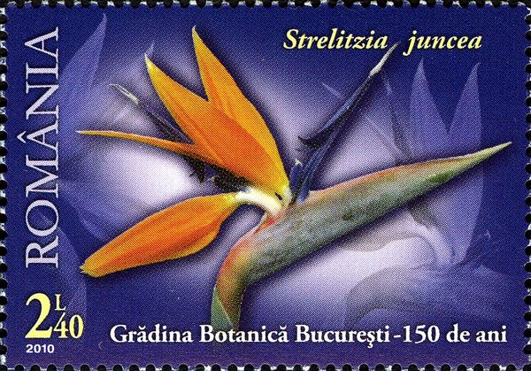Leafless Bird of Paradise (Strelitzia juncea)