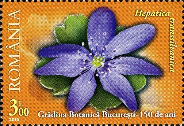 Liverwort (Hepatica transsilvanica)