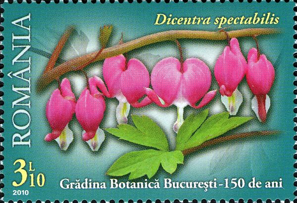 Bleeding Heart (Dicentra spectabilis)