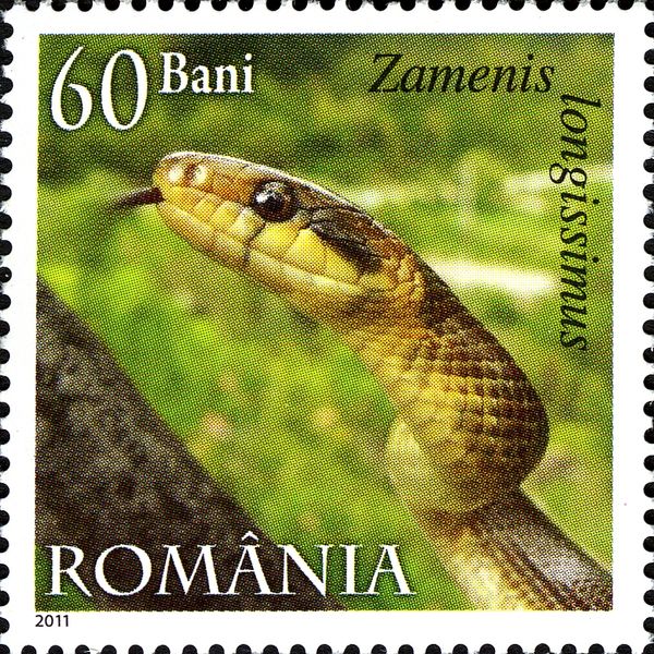 Aesculapean Snake (Zamenis longissimus)