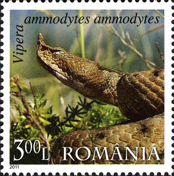 Horned Viper (Vipera ammodytes)